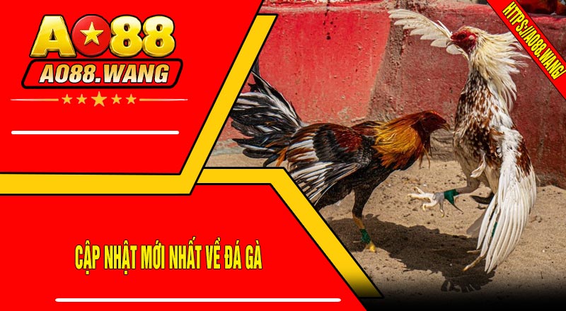 Cập Nhật Mới Nhất Về Đá Gà