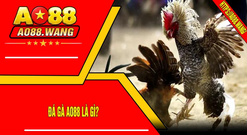 Đá Gà AO88 Là Gì?